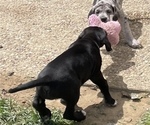 Small Photo #6 Great Dane Puppy For Sale in Elroy, WI, USA