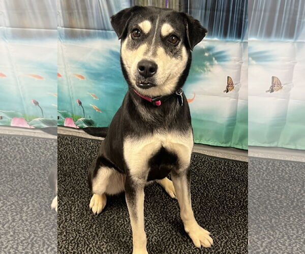 Medium Photo #4 Mutt Puppy For Sale in Euless, TX, USA