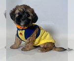 Small Photo #1 Maltipoo Puppy For Sale in BREA, CA, USA