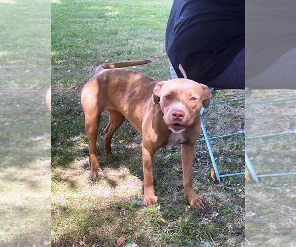 Medium Photo #2 American Pit Bull Terrier Puppy For Sale in Rootstown, OH, USA