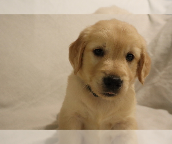 Medium Photo #1 English Cream Golden Retriever Puppy For Sale in LANCASTER, WI, USA
