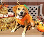 Small Beagle Mix