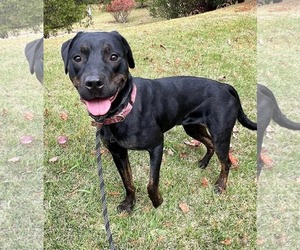 Miranda - Female Labrador Retriever-Unknown Mix Dog for Adoption - Photo #7