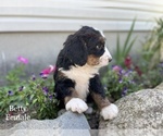 Small Photo #5 Bernedoodle Puppy For Sale in WEST BRANCH, MI, USA