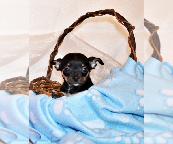 Medium Photo #4 Chihuahua Puppy For Sale in CHARLESTON, AR, USA