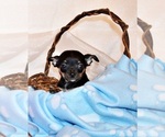 Small #3 Chihuahua