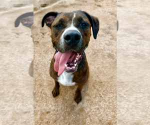 Boxer-Unknown Mix Dogs for adoption in Phoenix, AZ, USA