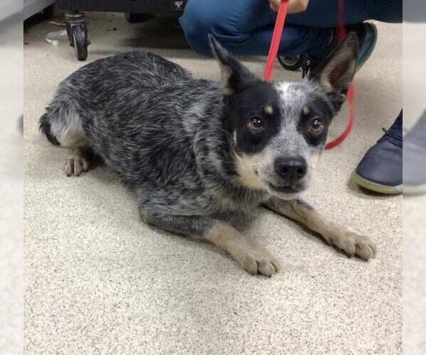 Medium Photo #1 Mutt Puppy For Sale in Riverside, CA, USA