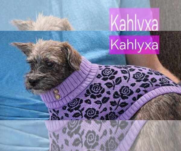 Medium Photo #5 Mutt Puppy For Sale in Minneapolis, MN, USA