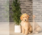 Puppy Sunny Goldendoodle
