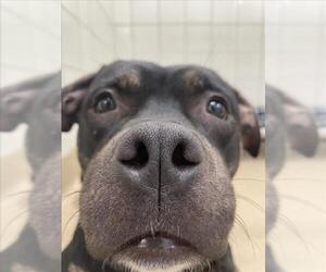 American Pit Bull Terrier Dogs for adoption in Derwood, MD, USA