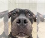 Small American Pit Bull Terrier