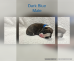 Puppy Dark Blue Boxer