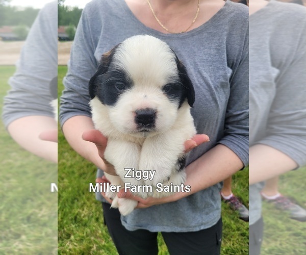 Medium Photo #4 Saint Bernard Puppy For Sale in BETHEL, MO, USA