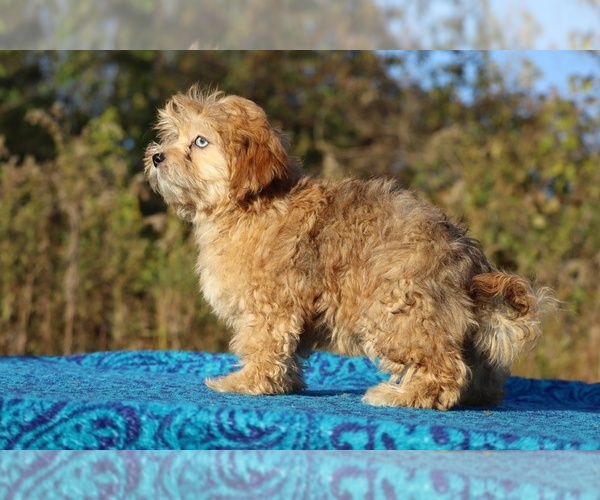 Medium Photo #41 ShihPoo Puppy For Sale in DYERSBURG, TN, USA