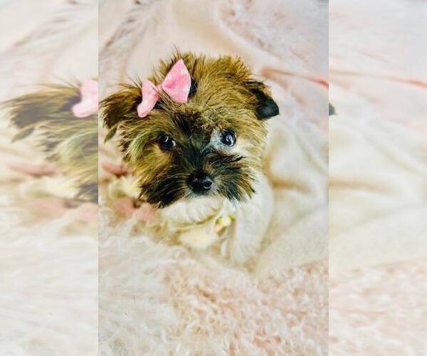 Medium Photo #7 Biewer Terrier Puppy For Sale in TAMPA, FL, USA