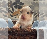 Small Photo #2 Australian Shepherd Puppy For Sale in LEBANON, IN, USA