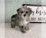 Small #2 Maltipoo (Toy)
