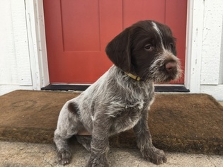 Wirehaired Pointing Griffon Puppy for sale in BLACK FOREST, CO, USA