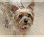 Small Photo #2 Mutt Puppy For Sale in San Clemente, CA, USA
