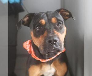 Rottweiler-Unknown Mix Dogs for adoption in San Antonio, TX, USA