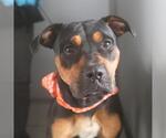 CAPTAIN - Male Rottweiler-Unknown Mix Dog for Adoption - Small photo