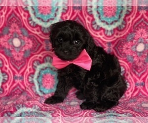 Havanese-Poodle (Toy) Mix Puppy for sale in LANCASTER, PA, USA