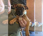 Small #1 Boxer Mix