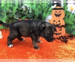 Small Photo #3 German Shepherd Dog-Siberian Husky Mix Puppy For Sale in LAKELAND, FL, USA