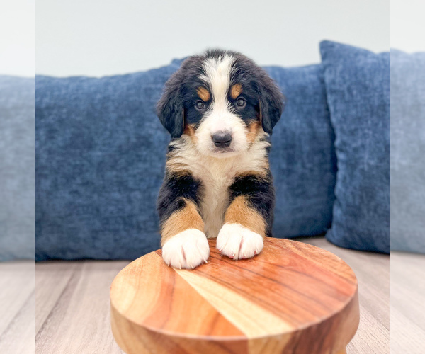Medium Photo #2 Bernese Mountain Dog Puppy For Sale in DUNDEE, OH, USA