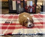 Small #3 Cavapoo
