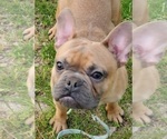 Small Photo #5 French Bulldog Puppy For Sale in OTTAWA LAKE, MI, USA