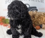 Small Photo #63 ShihPoo Puppy For Sale in GOSHEN, IN, USA
