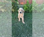 Small #7 Golden Retriever