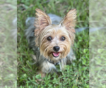 Small #3 Mutt
