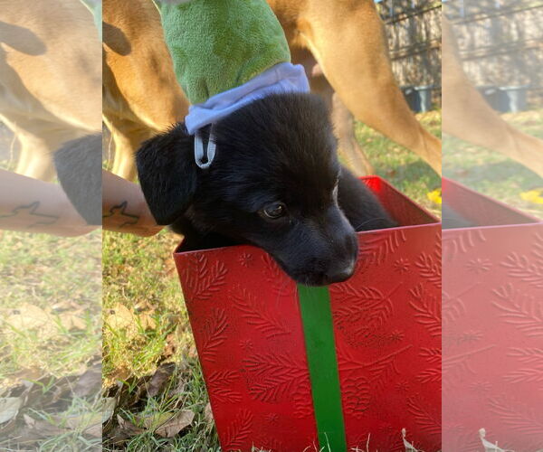 Medium Photo #1 Mutt Puppy For Sale in Euless, TX, USA