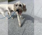 Small #1 Mutt