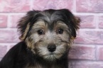 Small Photo #2 Yo-Chon Puppy For Sale in BEL AIR, MD, USA