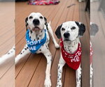 Small #4 Dalmatian