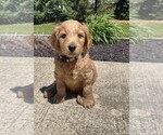 Puppy Grey Collar Goldendoodle