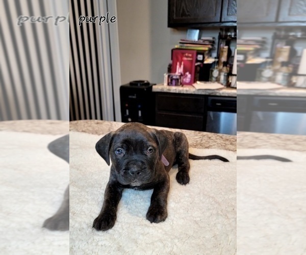 Medium Photo #2 Bullmastiff Puppy For Sale in BLACKLICK, OH, USA