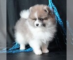 Small #4 Pomeranian