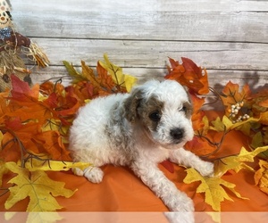 Cavapoo Puppy for sale in FULTON, KS, USA