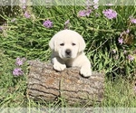 Small Photo #2 Golden Labrador Puppy For Sale in GLENDALE, CA, USA