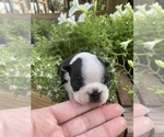 Small #7 Boston Terrier