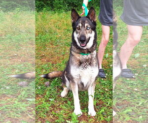 Siberian Husky-Unknown Mix Dogs for adoption in Wetumpka, AL, USA