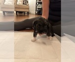 Puppy Male 1 Schnauzer (Miniature)