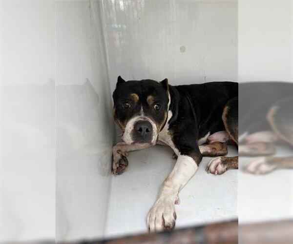 Medium Photo #1 Mutt Puppy For Sale in Houston, TX, USA