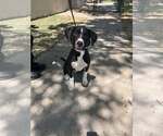 Small #7 American Staffordshire Terrier Mix