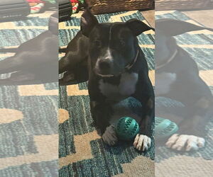 American Pit Bull Terrier-Unknown Mix Dogs for adoption in Germantown, OH, USA